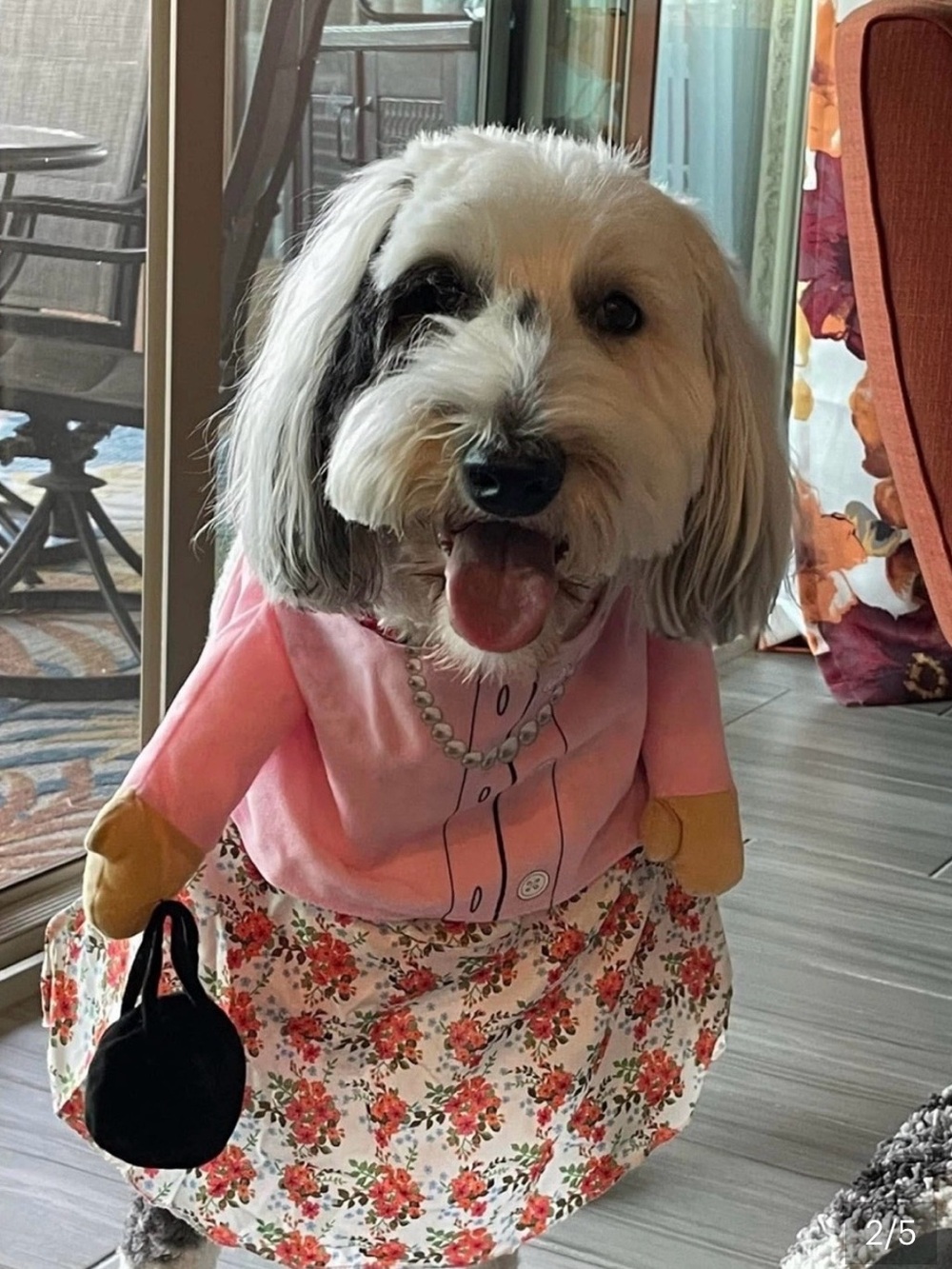 Dog Costume Dress Outfit - Pet Dress with Purse and Grey Wig Size XL